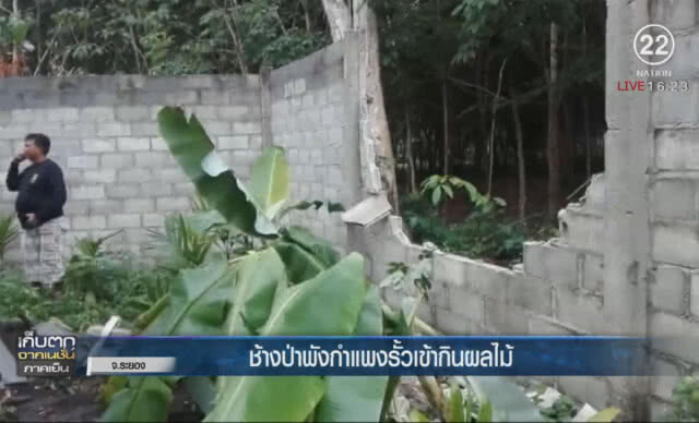 ช้างป่าพังกำแพงรั้วเข้ากินผลไม้