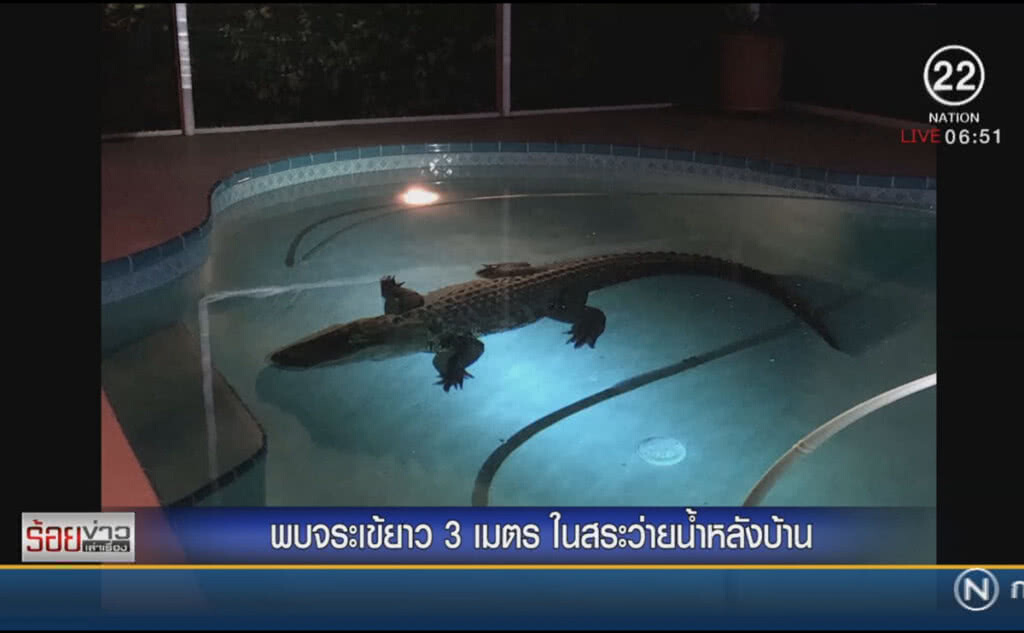 พบจระเข้ยาวกว่า 3 เมตรในสระว่ายน้ำหลังบ้าน พบจระเข้ยาวกว่า 3 เมตรในสระว่ายน้ำหลังบ้าน