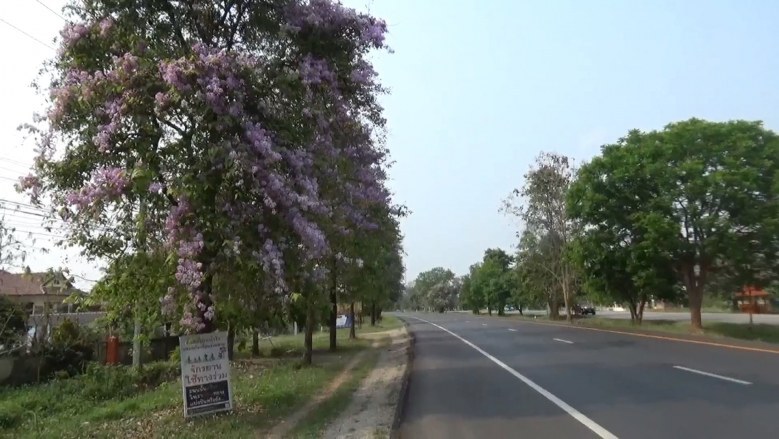 สีม่วงไสว บานสะพรั่ง 2 ฝั่งถนนพะเยา-แม่ใจ