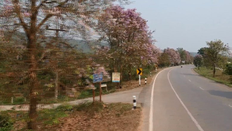 สีม่วงไสว บานสะพรั่ง 2 ฝั่งถนนพะเยา-แม่ใจ
