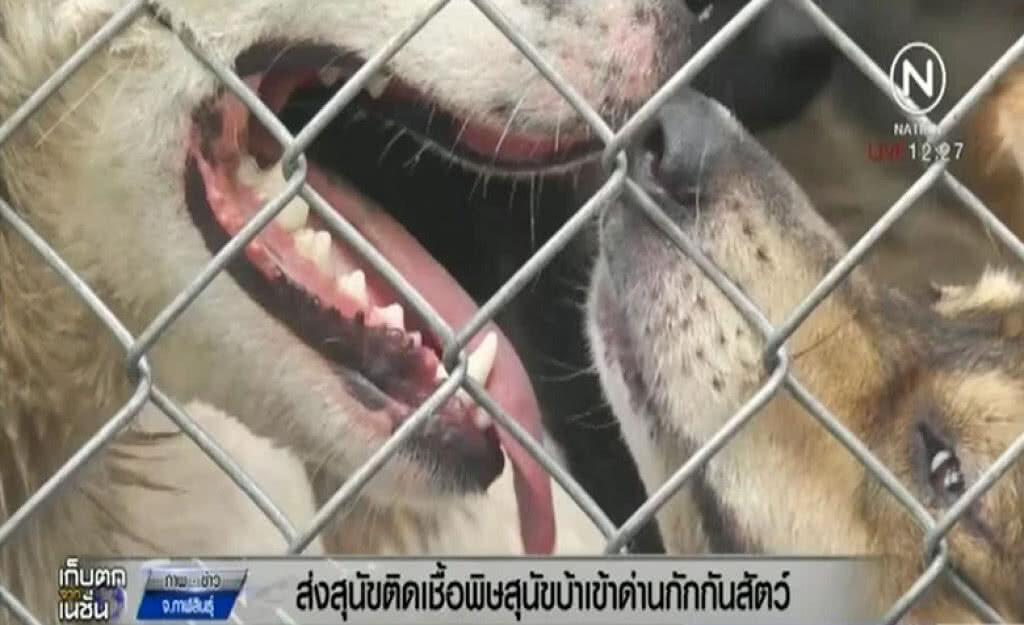 กาฬสินธุ์ประกาศเขตโรคระบาดพิษสุนัขบ้า พร้อมจับสุนัขเข้ากักกันศูนย์พักพิง