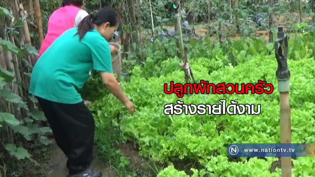 ปลูกผักสวนครัวสร้างรายได้งาม ปลูกผักสวนครัวสร้างรายได้งาม
