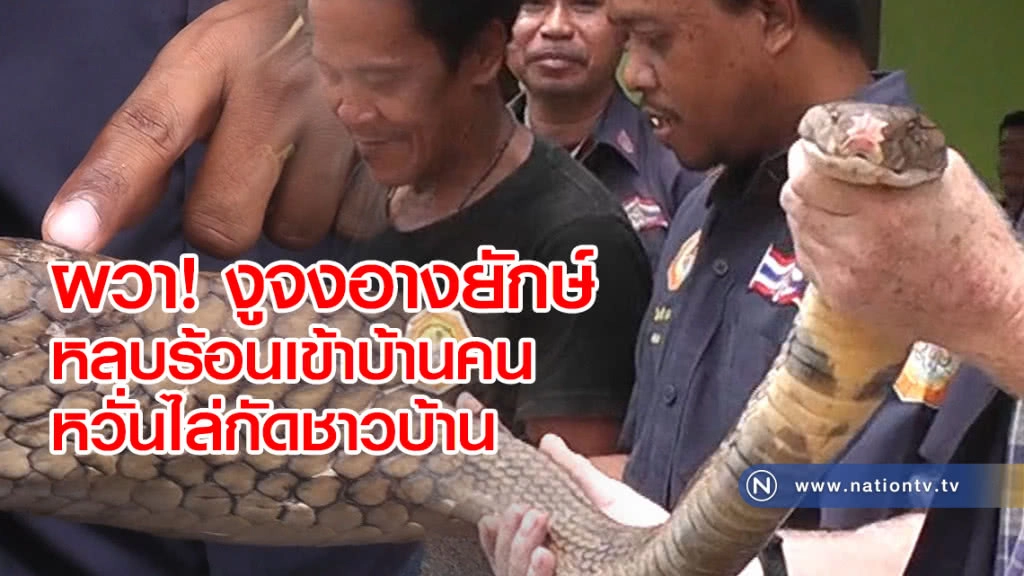 ผวา งูจงอางยักษ์ ไล่กัดชาวบ้าน เผย อากาศร้อน งูหลบเข้าในบ้านคนแทน