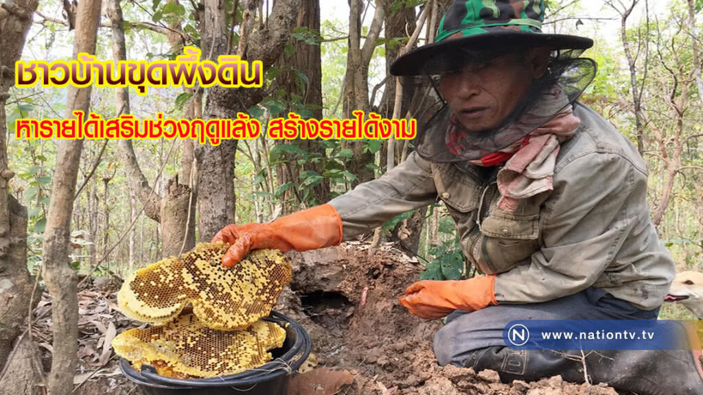 ชาวบ้านขุดผึ้งดินหารายได้เสริมช่วงฤดูแล้ง สร้างรายได้งาม