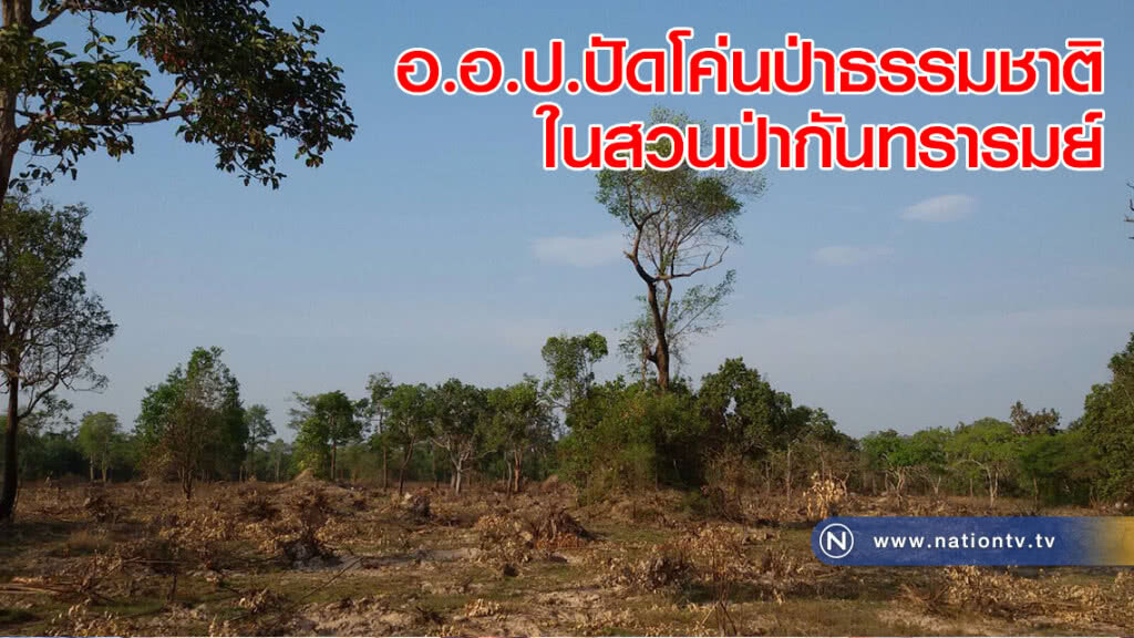อ.อ.ป.ปัดโค่นป่าธรรมชาติในสวนป่ากันทรารมย์