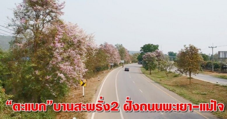สีม่วงไสว บานสะพรั่ง 2 ฝั่งถนนพะเยา-แม่ใจ สีม่วงไสว บานสะพรั่ง 2 ฝั่งถนนพะเยา-แม่ใจ