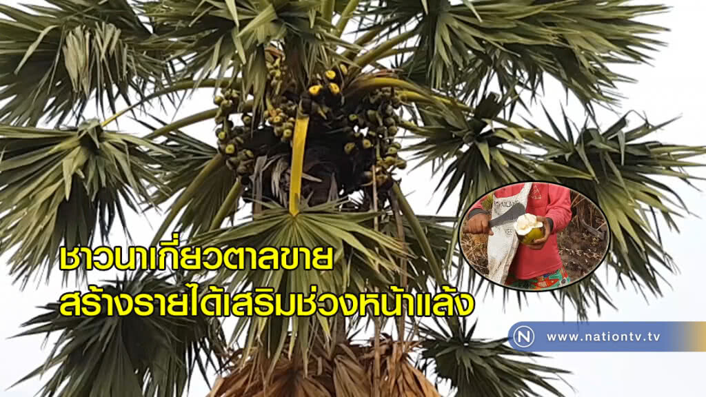 ชาวนาเกี่ยวตาลขายสร้างรายได้เสริมช่วงหน้าแล้ง ชาวนาเกี่ยวตาลขายสร้างรายได้เสริมช่วงหน้าแล้ง