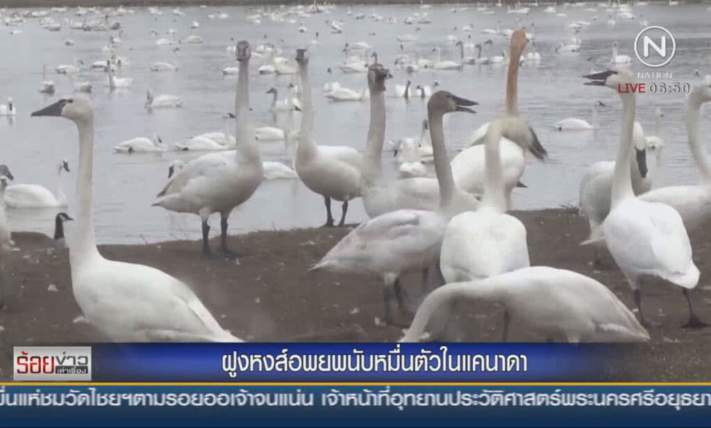 ฝูงหงส์สีขาวนับหมื่นตัวในแคนาดา