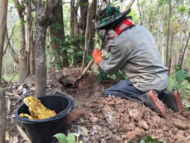 ชาวบ้านขุดผึ้งดินหารายได้เสริมช่วงฤดูแล้ง สร้างรายได้งาม
