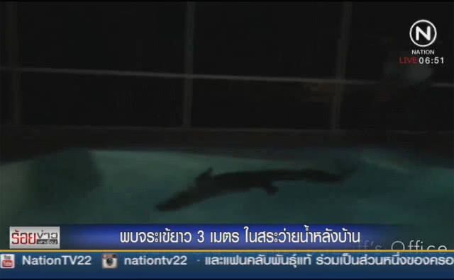 พบจระเข้ยาวกว่า 3 เมตรในสระว่ายน้ำหลังบ้าน