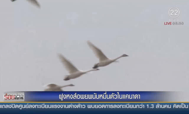 ฝูงหงส์สีขาวนับหมื่นตัวในแคนาดา