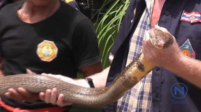 ผวา งูจงอางยักษ์ ไล่กัดชาวบ้าน เผย อากาศร้อน งูหลบเข้าในบ้านคนแทน