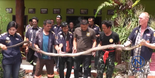 ผวา งูจงอางยักษ์ ไล่กัดชาวบ้าน เผย อากาศร้อน งูหลบเข้าในบ้านคนแทน