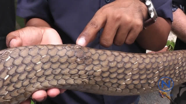 ผวา งูจงอางยักษ์ ไล่กัดชาวบ้าน เผย อากาศร้อน งูหลบเข้าในบ้านคนแทน