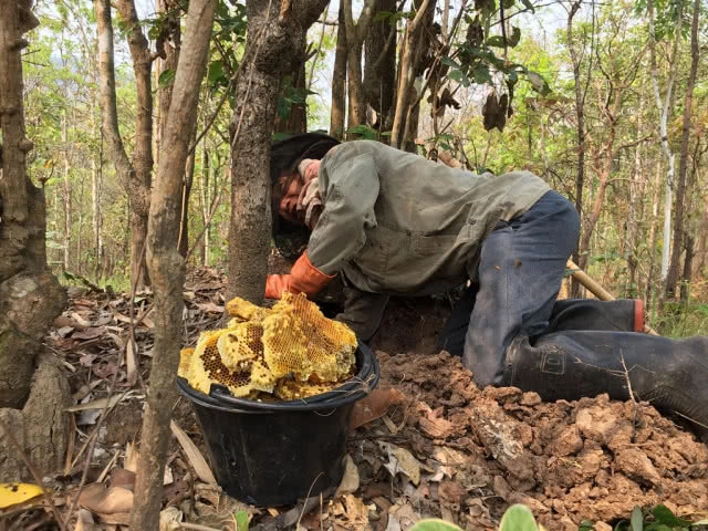 ชาวบ้านขุดผึ้งดินหารายได้เสริมช่วงฤดูแล้ง สร้างรายได้งาม