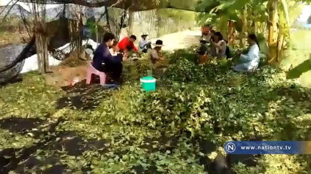 ประท้วงบริษัทหลอกให้ปลูกมันญี่ปุ่น