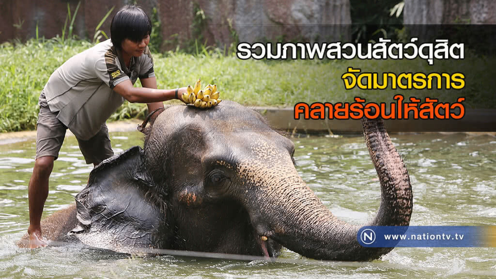 รวมภาพสวนสัตว์ดุสิต จัดมาตรการคลายร้อนให้สัตว์ รวมภาพสวนสัตว์ดุสิต จัดมาตรการคลายร้อนให้สัตว์