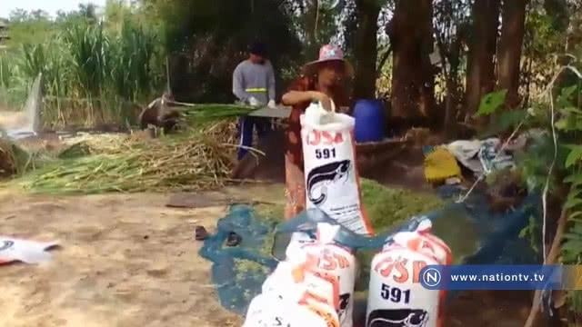 เกษตรกรบดหญ้าขาย สร้างรายได้ สร้างอาชีพ