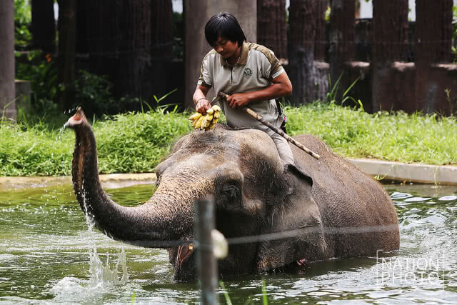 รวมภาพสวนสัตว์ดุสิต จัดมาตรการคลายร้อนให้สัตว์