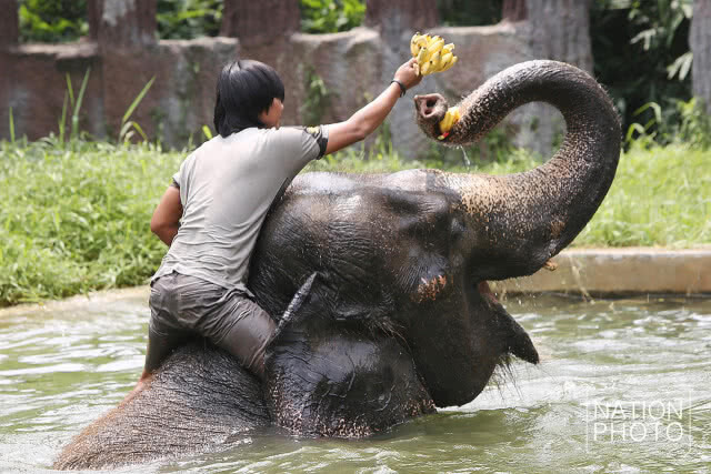 รวมภาพสวนสัตว์ดุสิต จัดมาตรการคลายร้อนให้สัตว์