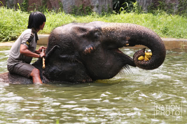 รวมภาพสวนสัตว์ดุสิต จัดมาตรการคลายร้อนให้สัตว์