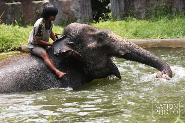 รวมภาพสวนสัตว์ดุสิต จัดมาตรการคลายร้อนให้สัตว์
