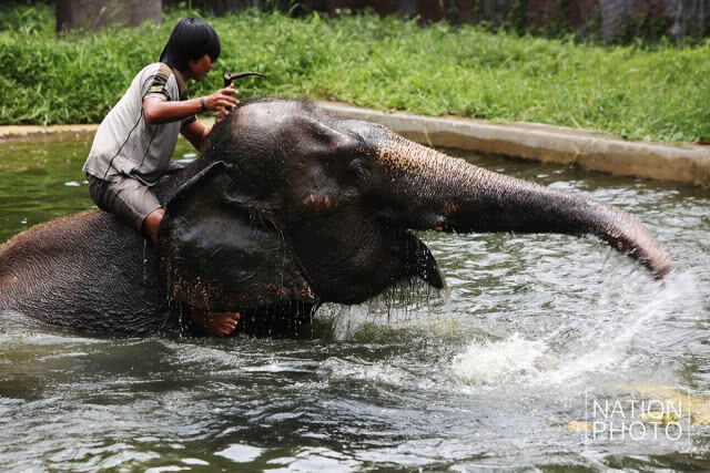 รวมภาพสวนสัตว์ดุสิต จัดมาตรการคลายร้อนให้สัตว์