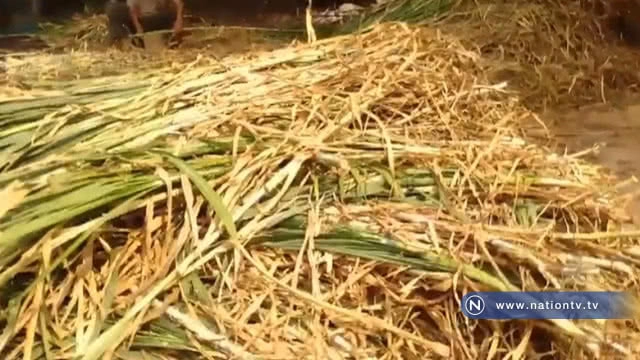 เกษตรกรบดหญ้าขาย สร้างรายได้ สร้างอาชีพ