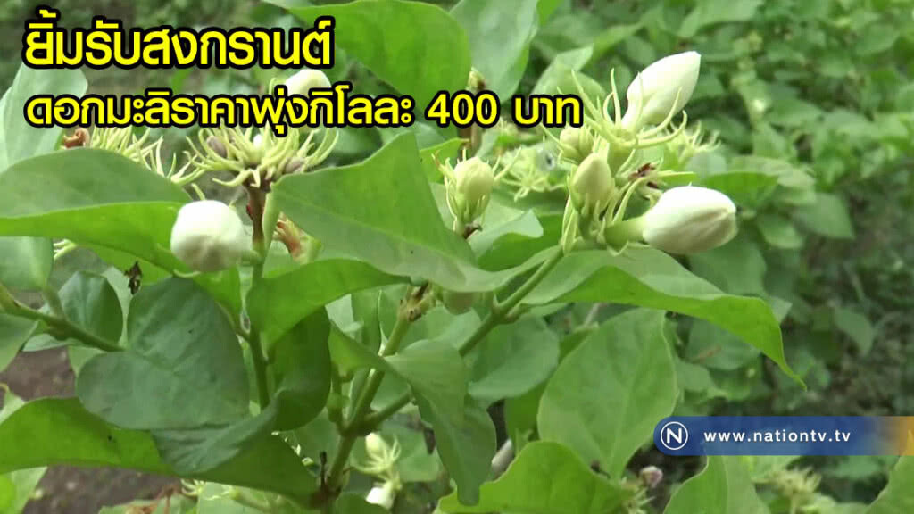 ยิ้มรับสงกรานต์ดอกมะลิราคาพุ่ง กิโลกรัมละ 400 บาท ยิ้มรับสงกรานต์ดอกมะลิราคาพุ่ง กิโลกรัมละ 400 บาท