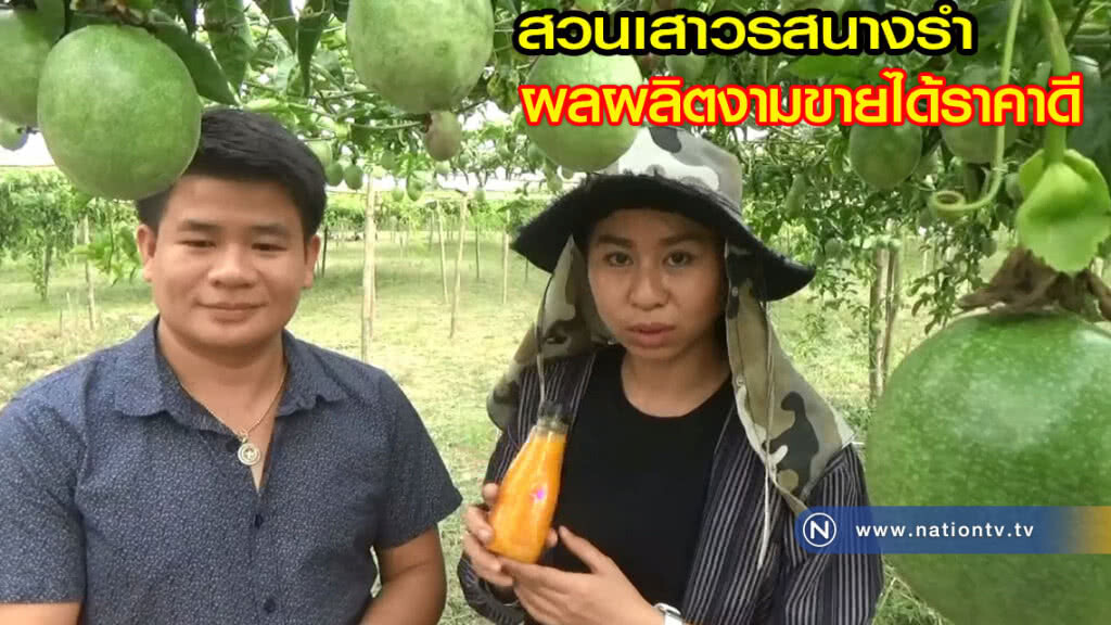 สวนเสาวรส - นางรำ พันธ์ไทยนุง ผลผลิตงามขายได้ราคาดี สวนเสาวรส - นางรำ พันธ์ไทยนุง ผลผลิตงามขายได้ราคาดี