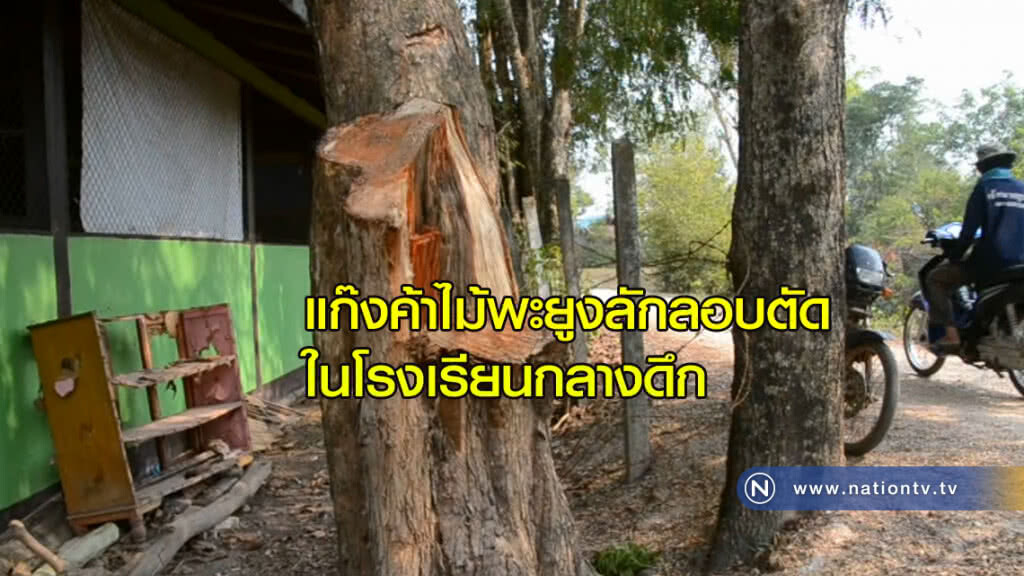 แก๊งค้าไม้พะยูงข้ามชาติบุกเข้าไปลักลอบตัดในโรงเรียน