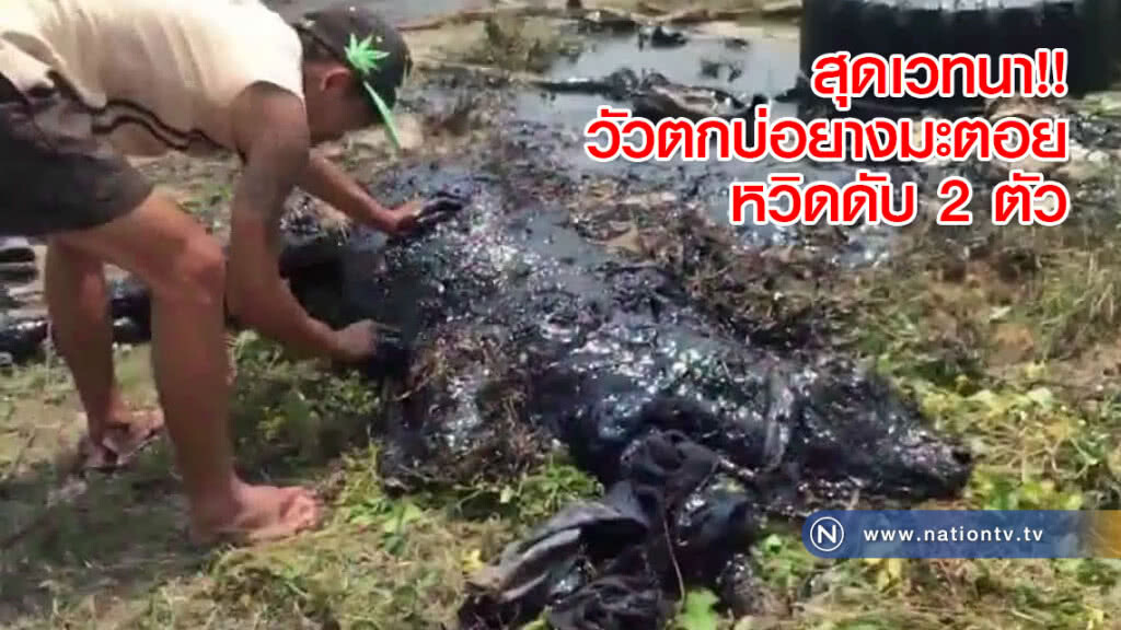 สุดเวทนา!! วัวตกบ่อยางมะตอยหวิดดับ 2 ตัว สุดเวทนา!! วัวตกบ่อยางมะตอยหวิดดับ 2 ตัว
