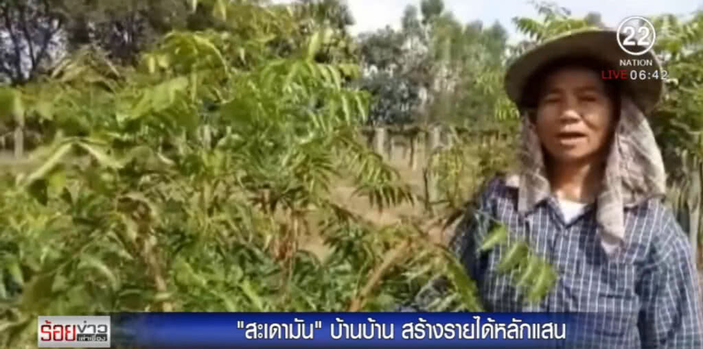 "สะเดามัน" บ้านบ้าน สร้างรายได้หลักแสน "สะเดามัน" บ้านบ้าน สร้างรายได้หลักแสน