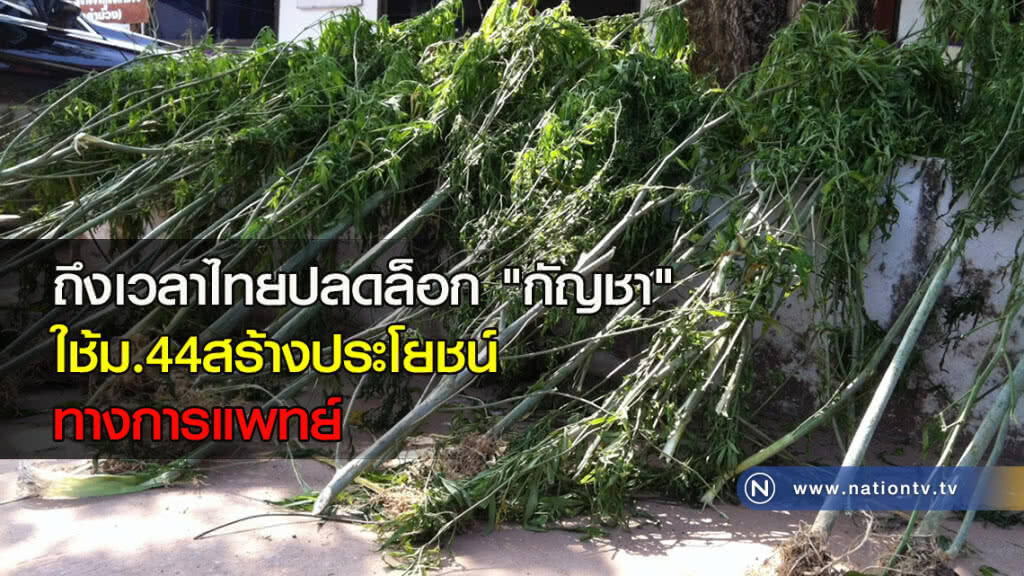 ถึงเวลาไทยปลดล็อก"กัญชา"ใช้ม.44สร้างประโยชน์ทางการแพทย์ ถึงเวลาไทยปลดล็อก"กัญชา"ใช้ม.44สร้างประโยชน์ทางการแพทย์