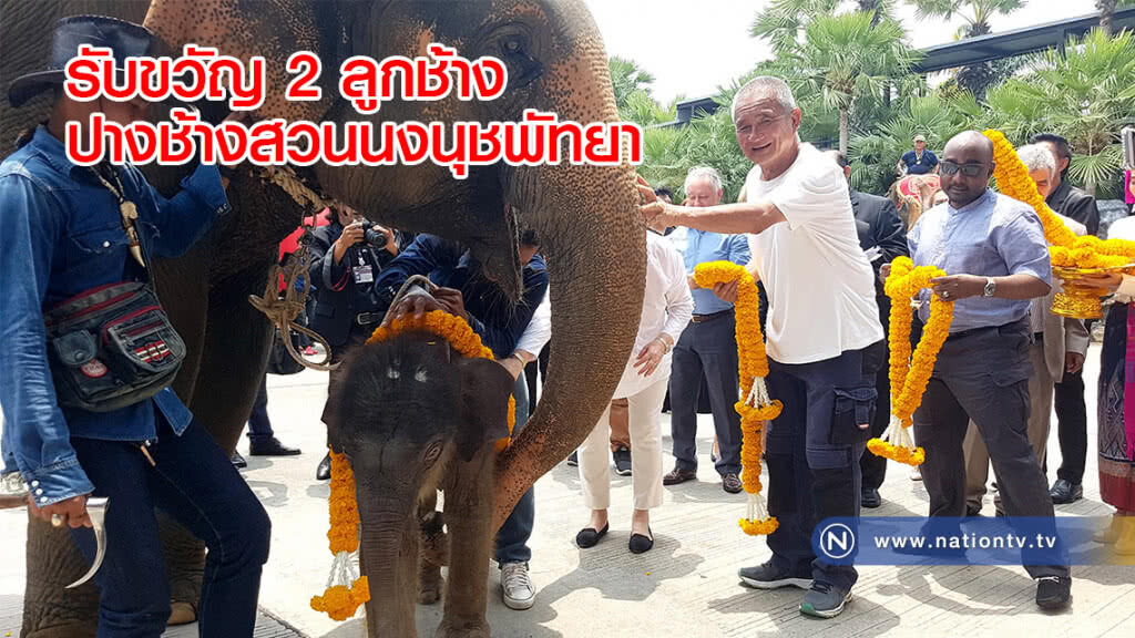 รับขวัญ 2 ลูกช้าง ปางช้างสวนนงนุชพัทยา รับขวัญ 2 ลูกช้าง ปางช้างสวนนงนุชพัทยา