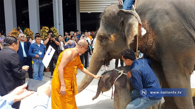 รับขวัญ 2 ลูกช้าง ปางช้างสวนนงนุชพัทยา