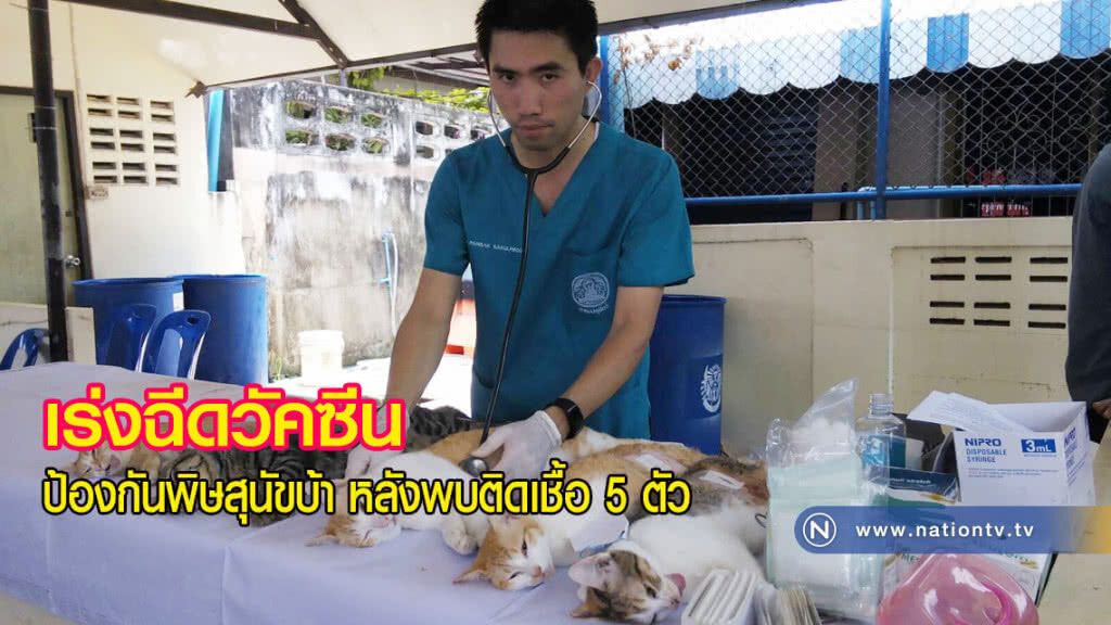 เร่งฉีดวัคซีนป้องกันพิษสุนัขบ้า หลังพบติดเชื้อ 5 ตัว