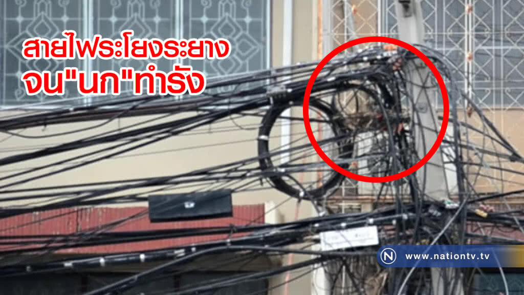 สายไฟระโยงระยางปล่อยนกทำรังแนะหาทางแก้ไข สายไฟระโยงระยางปล่อยนกทำรังแนะหาทางแก้ไข