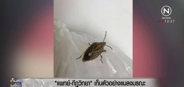 เก็บตัวอย่างแมลงมรณะ หลัง 9 คนงาน จับกินแกล้มเหล้าจนเสียชีวิต