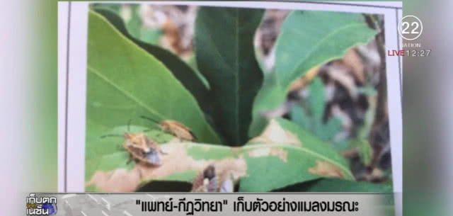 เก็บตัวอย่างแมลงมรณะ หลัง 9 คนงาน จับกินแกล้มเหล้าจนเสียชีวิต