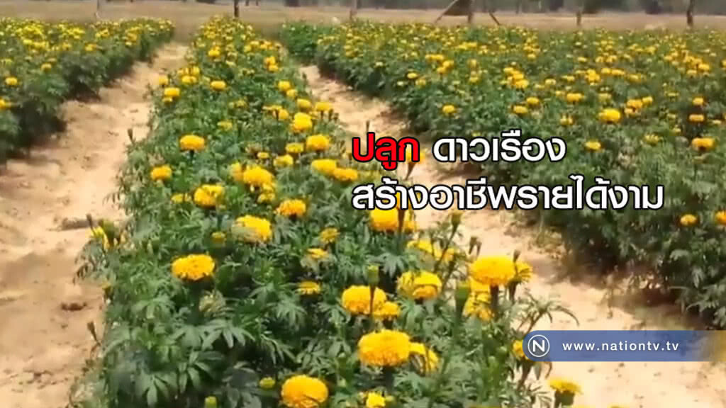 เกษตรกรปลูกดาวเรือง ทำพวงมาลัยขายรายได้งาม เกษตรกรปลูกดาวเรือง ทำพวงมาลัยขายรายได้งาม
