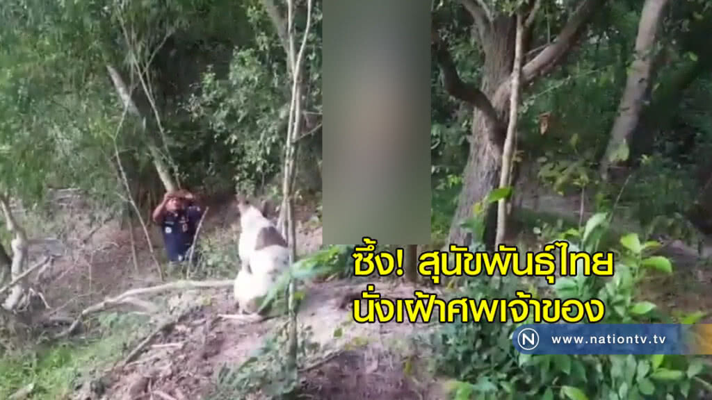ซึ้ง! สุนัขนั่งเฝ้าศพเจ้าของ ซึ้ง! สุนัขนั่งเฝ้าศพเจ้าของ