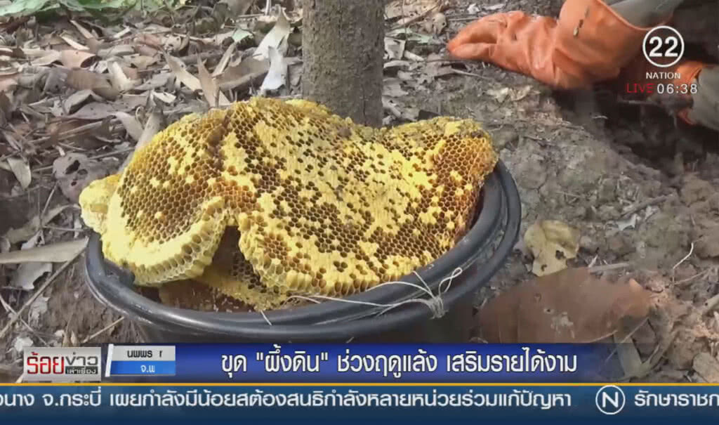 ขุด "ผึ้งดิน" ช่วงฤดูแล้ง เสริมรายได้งาม
