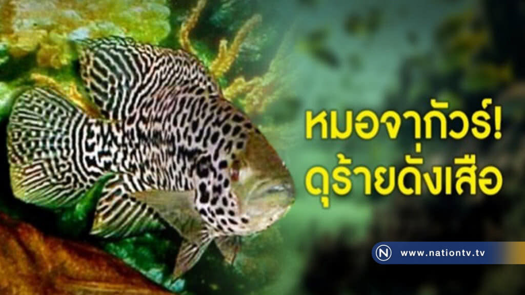 "หมอจากัวร์"ดุร้ายประดุจเสือ
