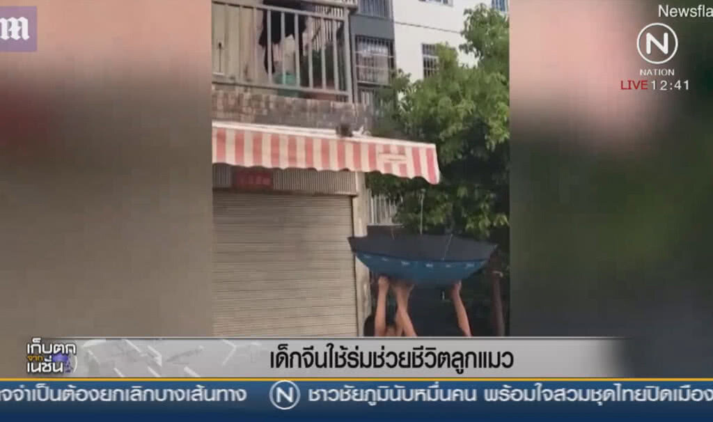 เด็กจีนใช้ร่มช่วยชีวิตลูกแมว เด็กจีนใช้ร่มช่วยชีวิตลูกแมว