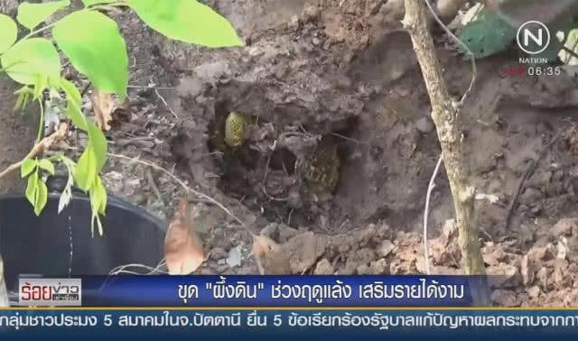 ขุด "ผึ้งดิน" ช่วงฤดูแล้ง เสริมรายได้งาม