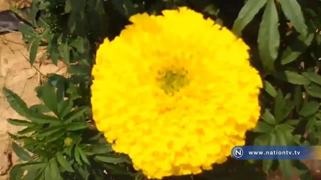 เกษตรกรปลูกดาวเรือง ทำพวงมาลัยขายรายได้งาม