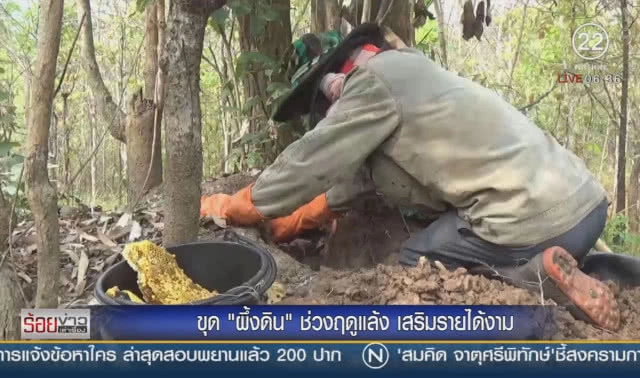 ขุด "ผึ้งดิน" ช่วงฤดูแล้ง เสริมรายได้งาม