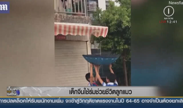 เด็กจีนใช้ร่มช่วยชีวิตลูกแมว