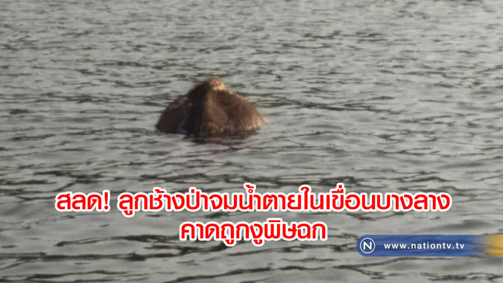 สลด! ลูกช้างป่าจมน้ำตายในเขื่อนบางลาง
คาดถูกงูพิษฉก สลด! ลูกช้างป่าจมน้ำตายในเขื่อนบางลาง
คาดถูกงูพิษฉก